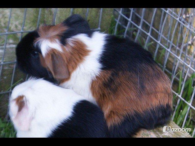 Marsvin William billede 3