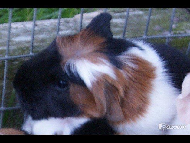 Marsvin William billede 4