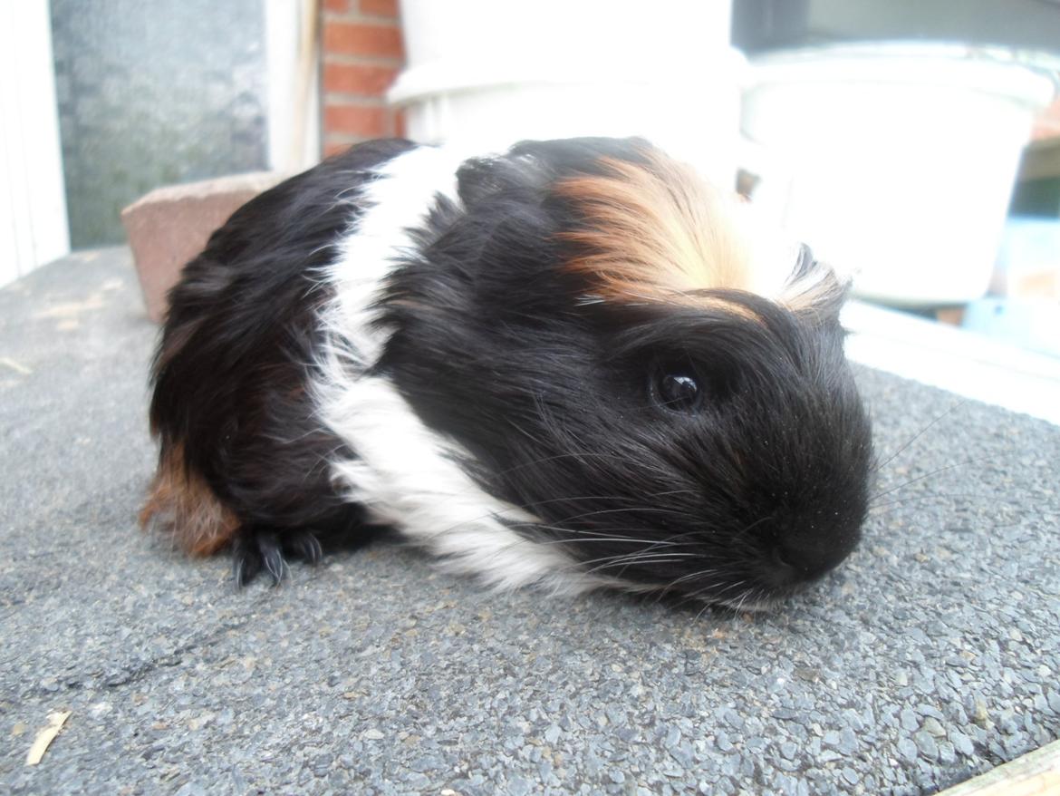 Marsvin William billede 5