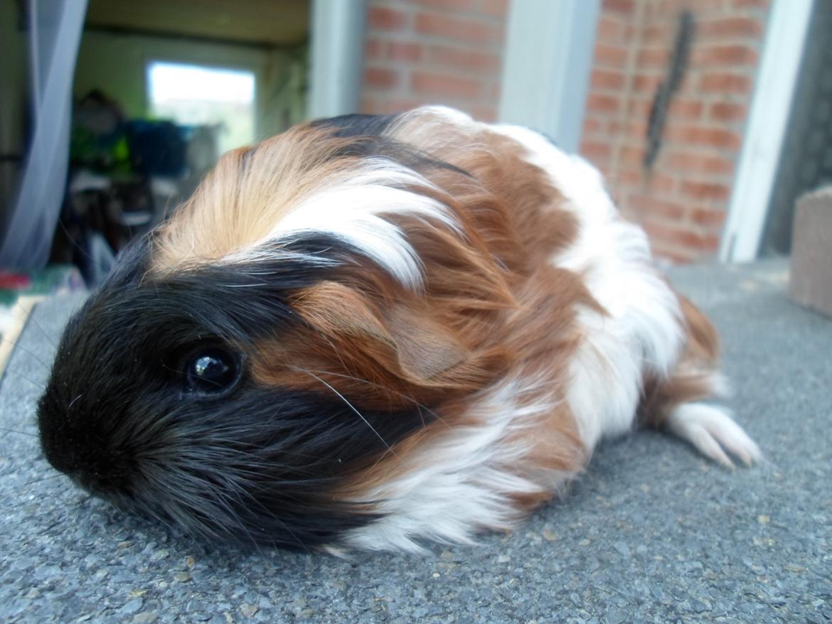 Marsvin William billede 6