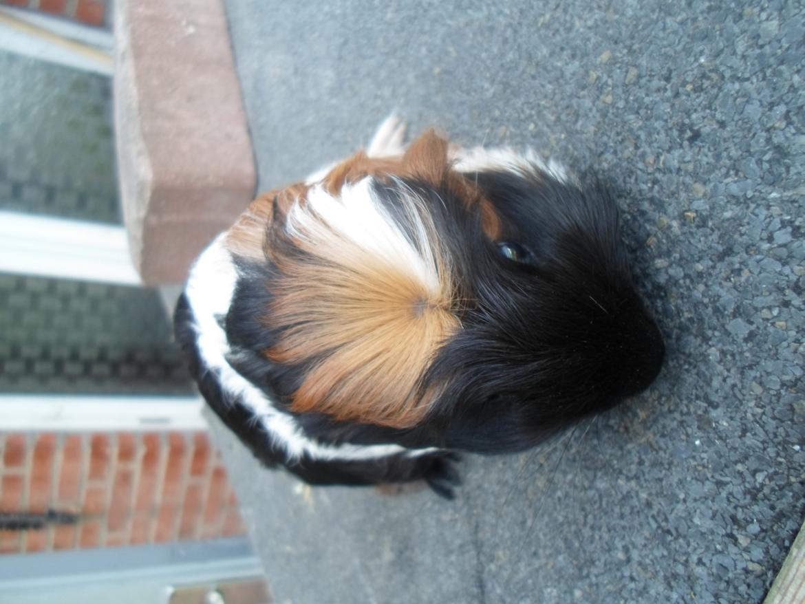 Marsvin William billede 7