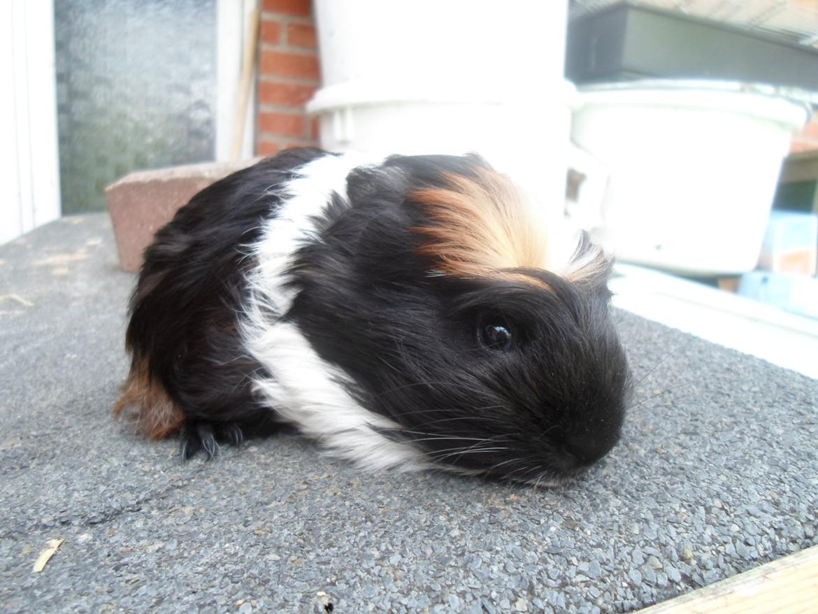 Marsvin William billede 8