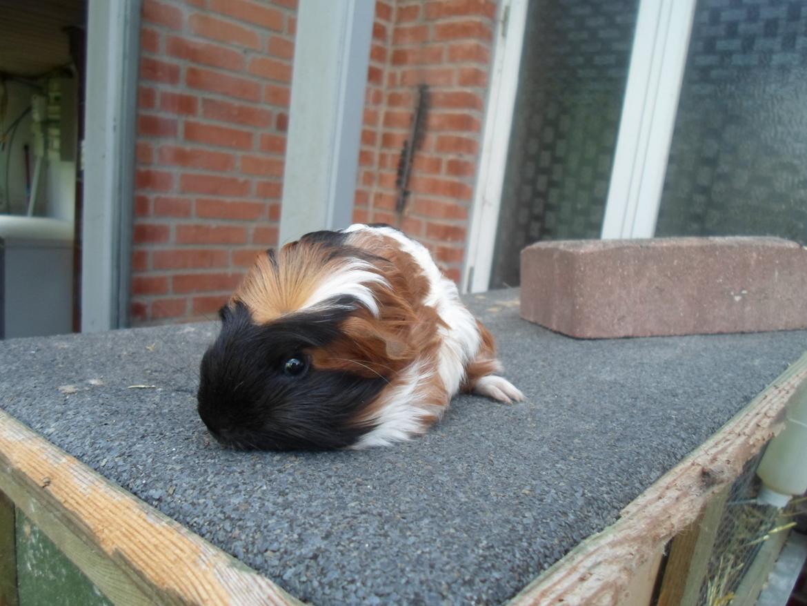 Marsvin William billede 9