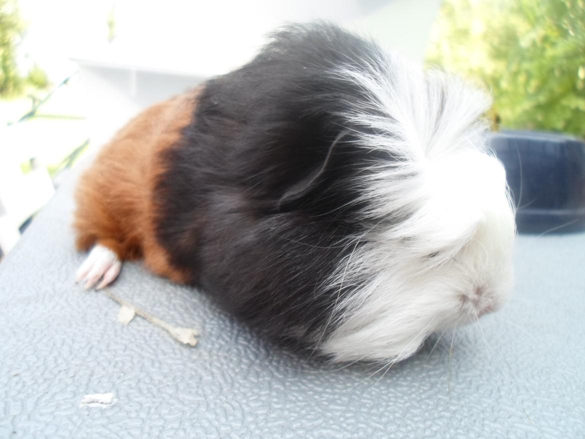 Marsvin Winnie billede 1