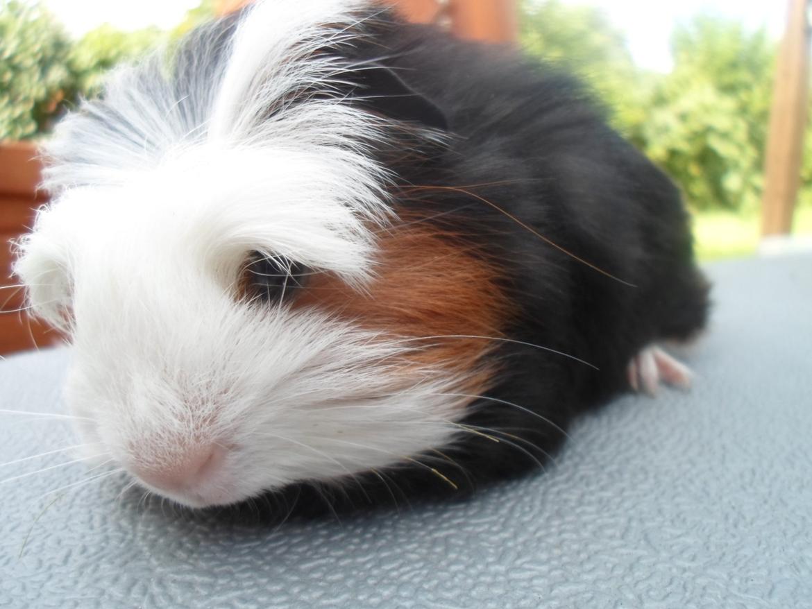 Marsvin Winnie billede 2