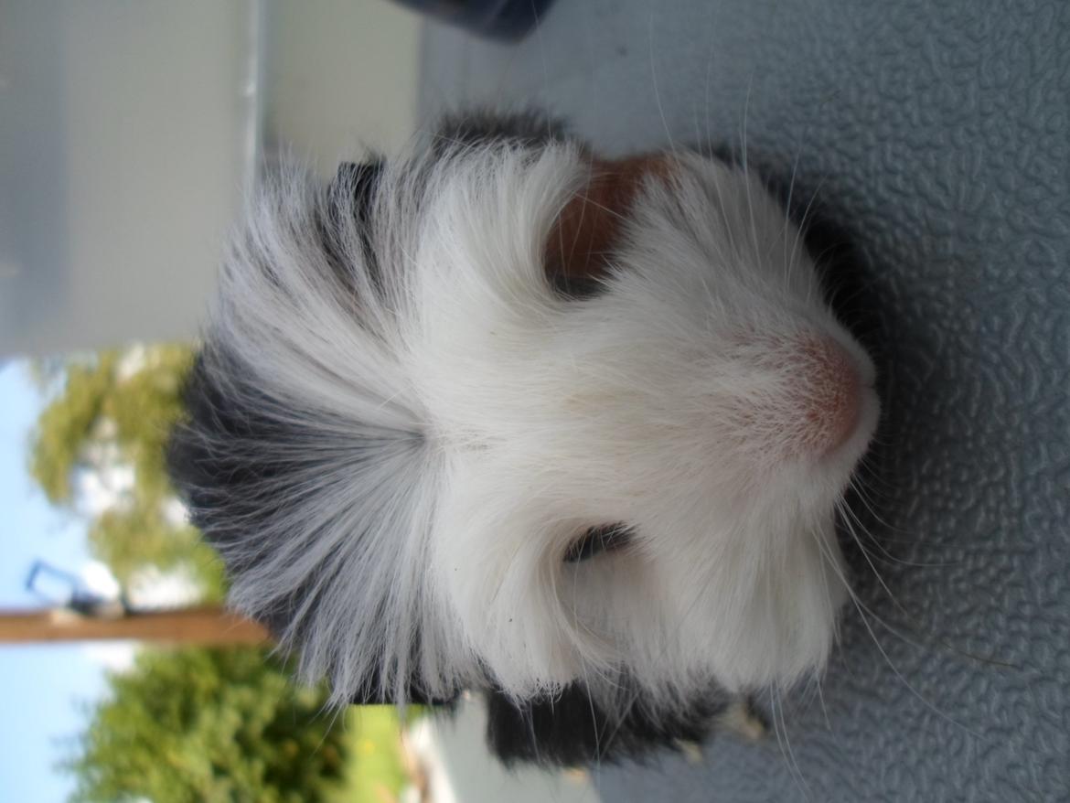 Marsvin Winnie billede 3