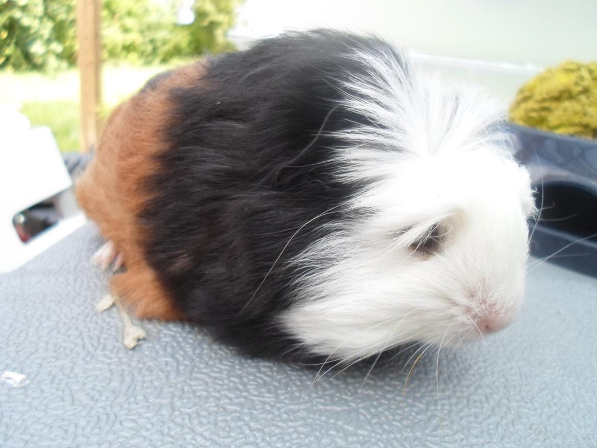 Marsvin Winnie billede 4