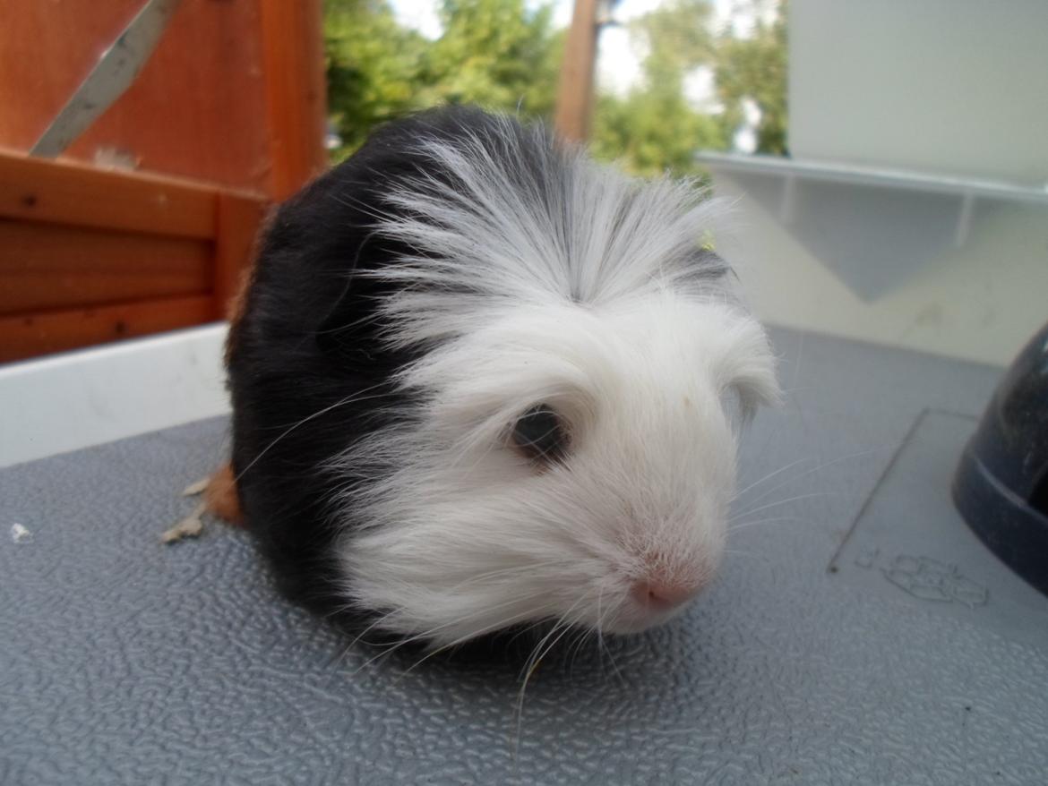 Marsvin Winnie billede 5