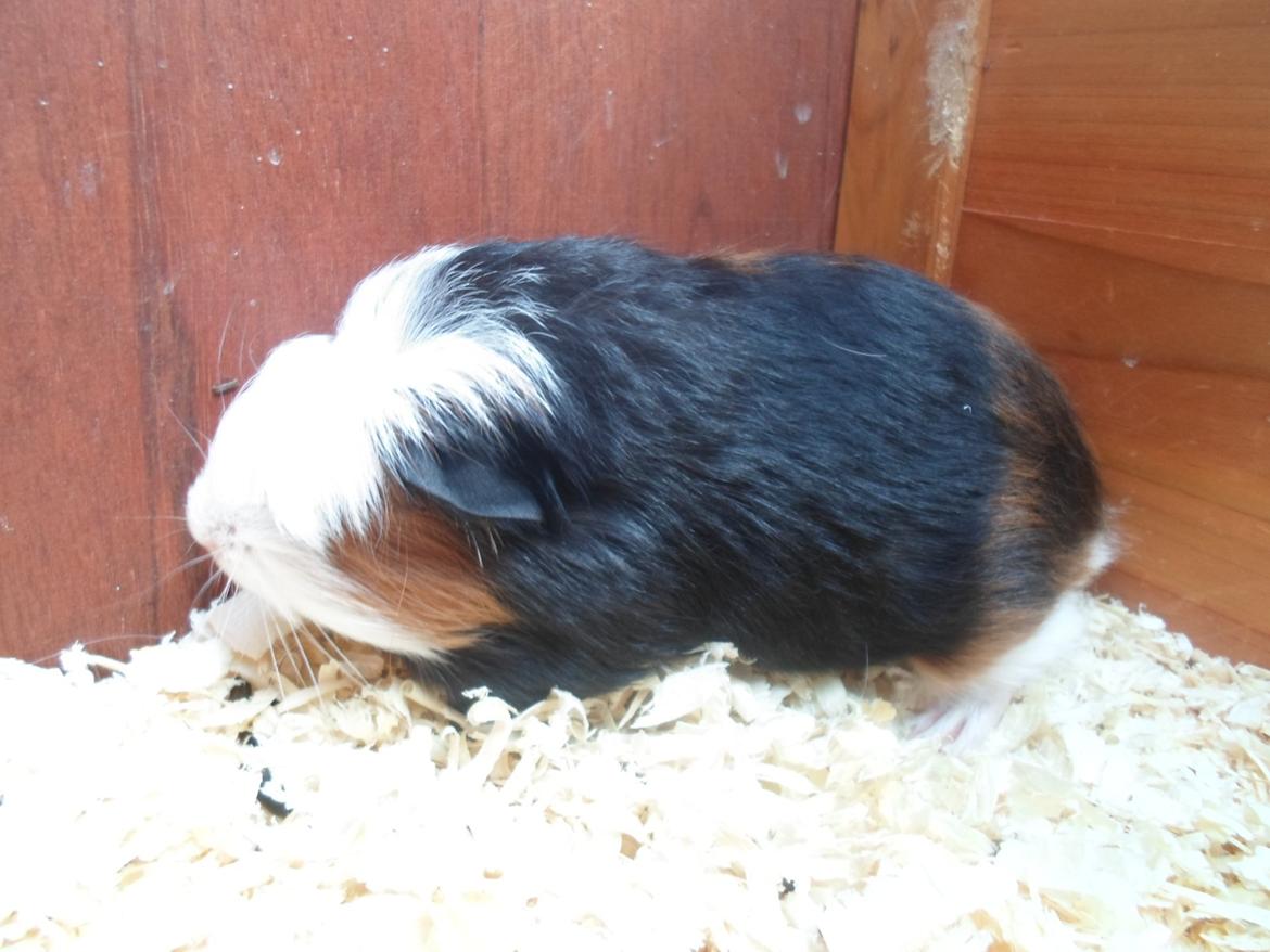 Marsvin Winnie billede 6