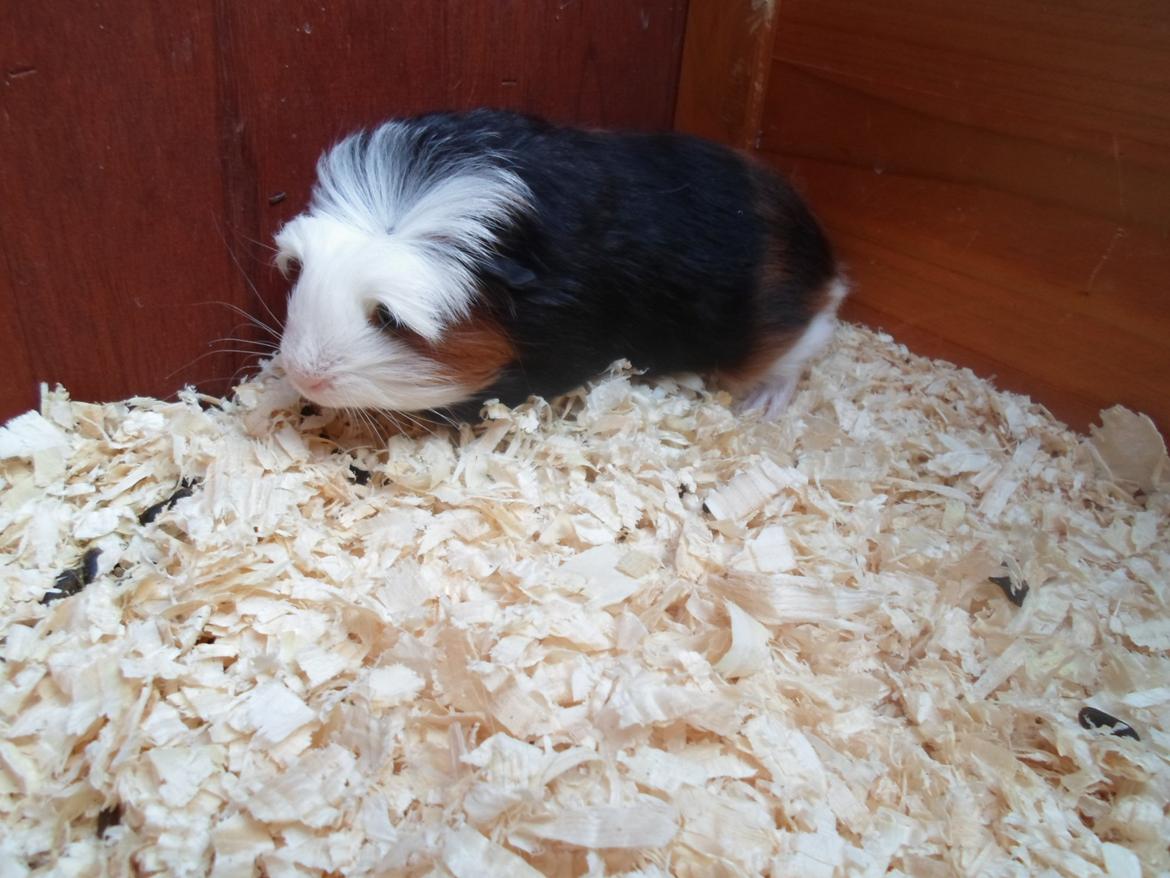 Marsvin Winnie billede 7