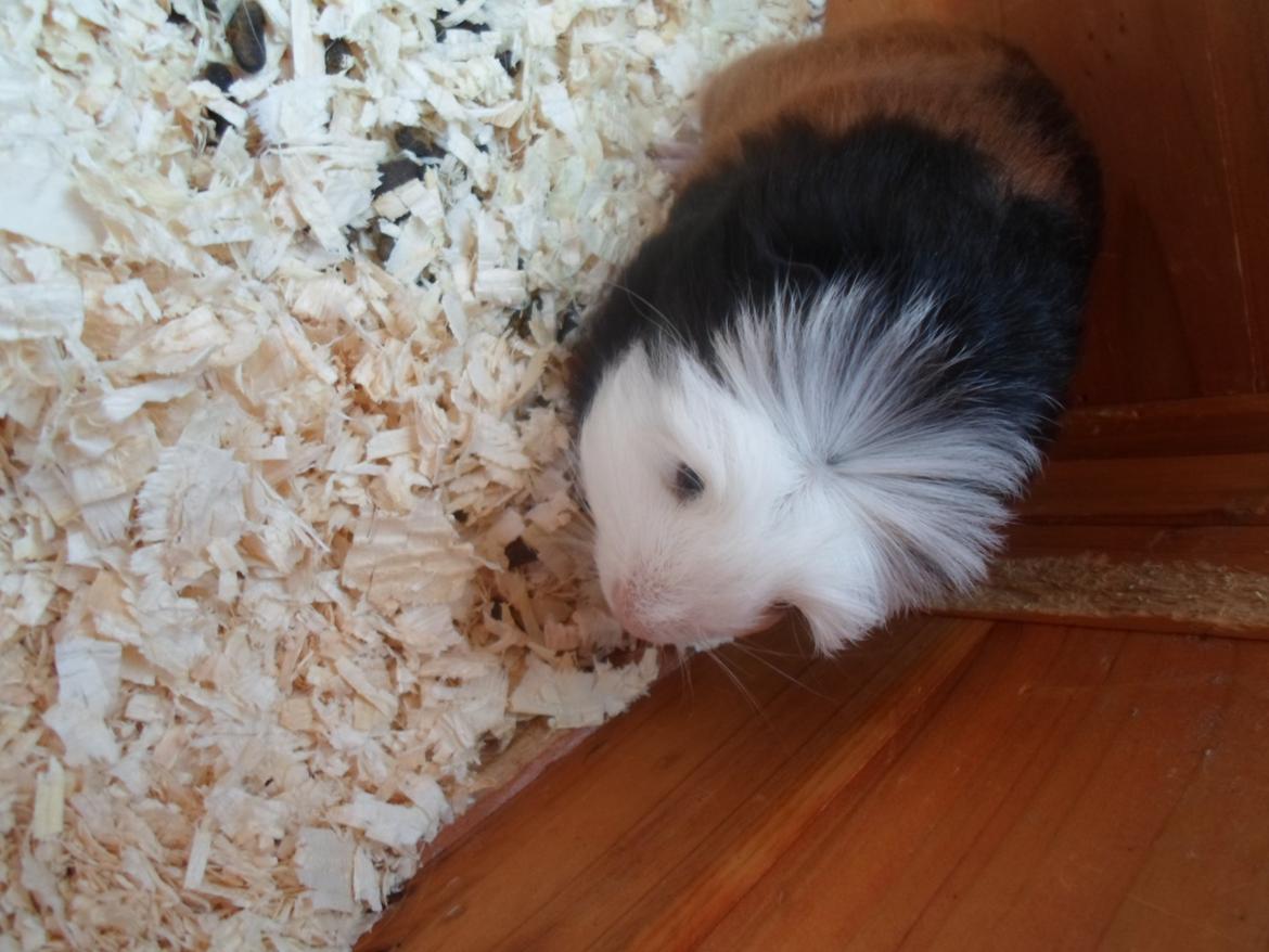 Marsvin Winnie billede 8