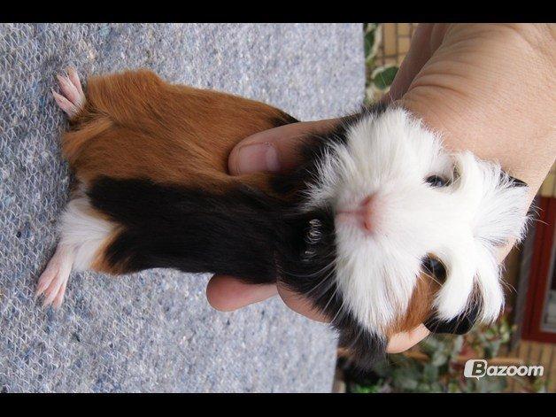 Marsvin Winnie billede 9