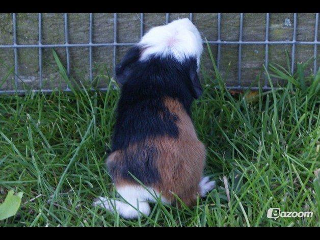 Marsvin Winnie billede 10