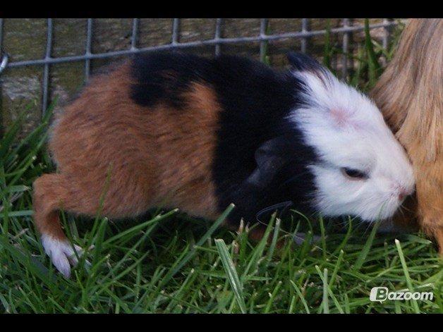 Marsvin Winnie billede 11