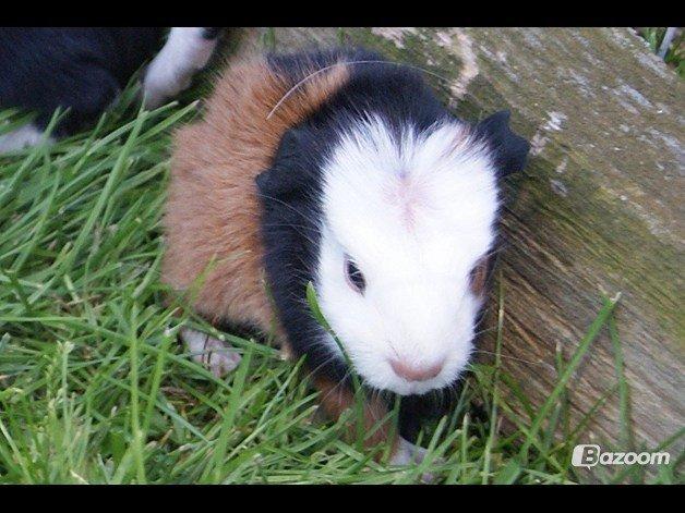 Marsvin Winnie billede 12