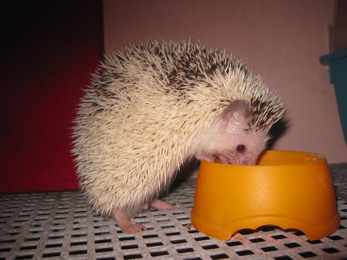 Pindsvin Kiwi billede 1