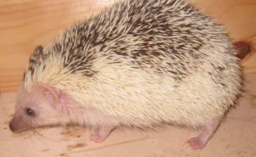 Pindsvin Kiwi billede 2