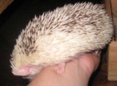 Pindsvin Kiwi billede 3