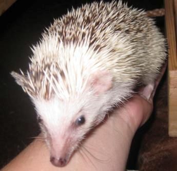 Pindsvin Kiwi billede 4