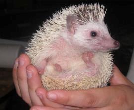 Pindsvin Kiwi billede 5