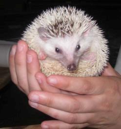 Pindsvin Kiwi billede 6