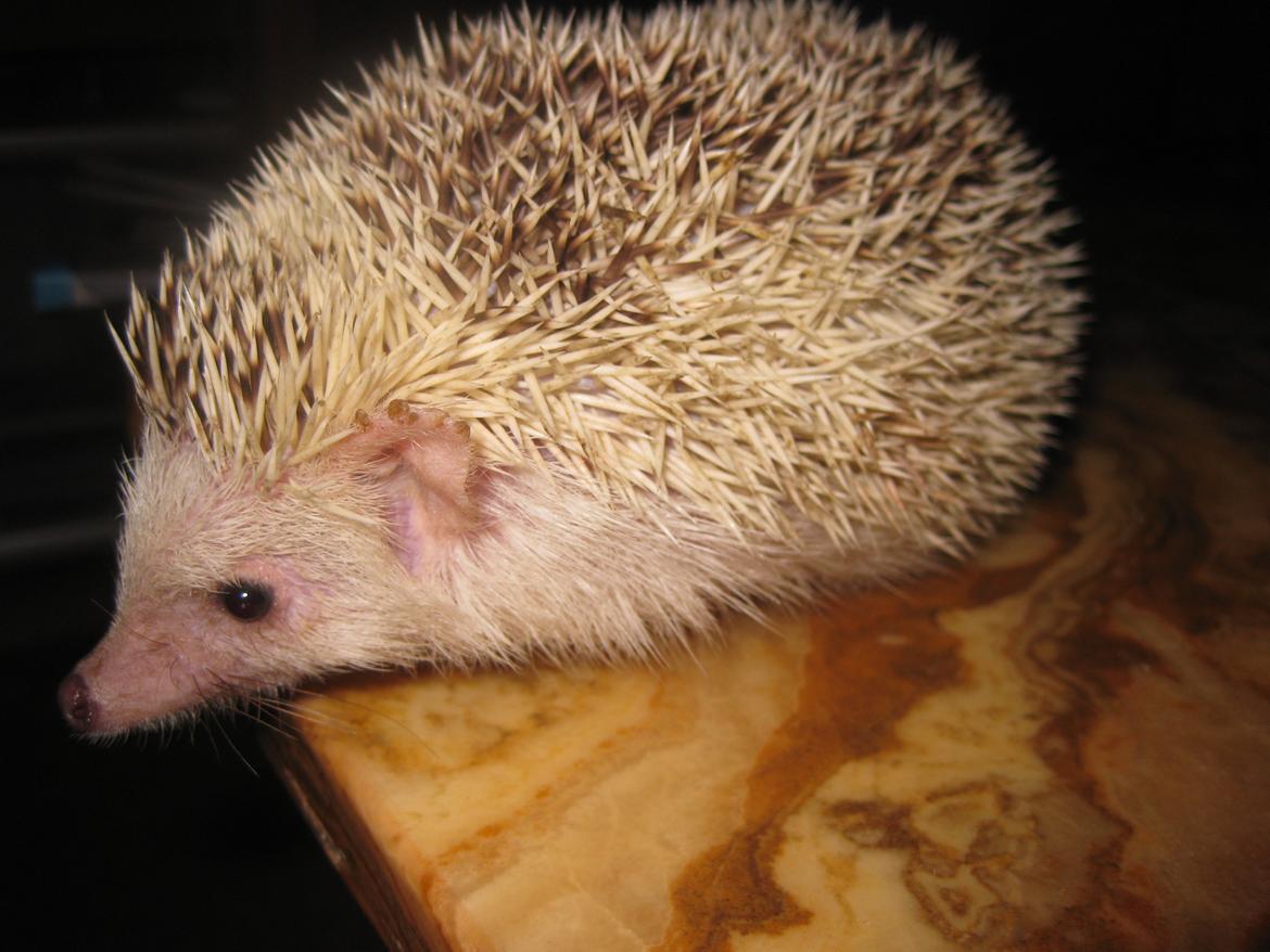 Pindsvin Kiwi billede 7