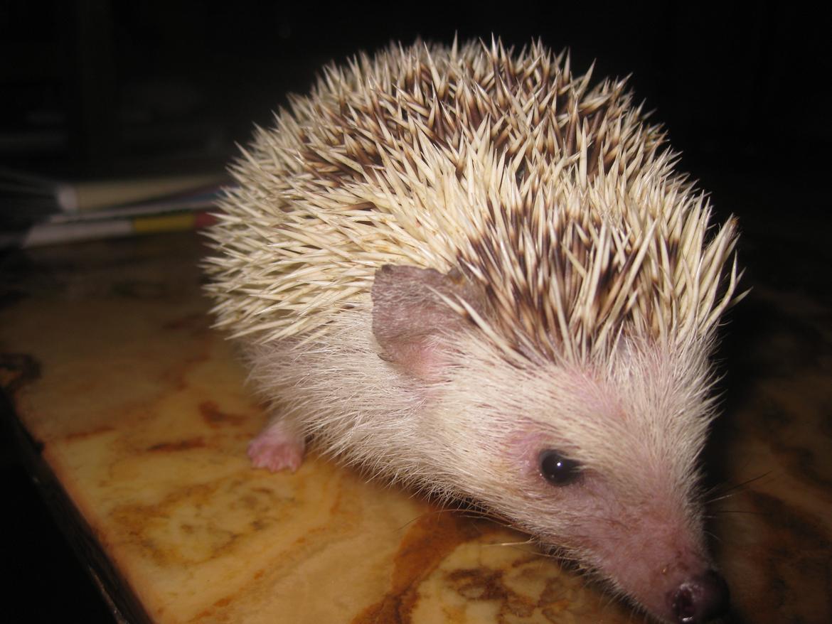 Pindsvin Kiwi billede 8