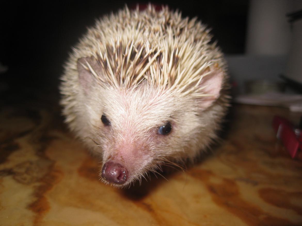 Pindsvin Kiwi billede 9