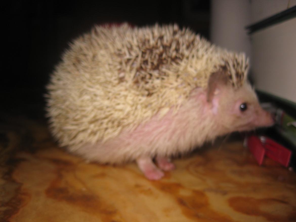 Pindsvin Kiwi billede 10