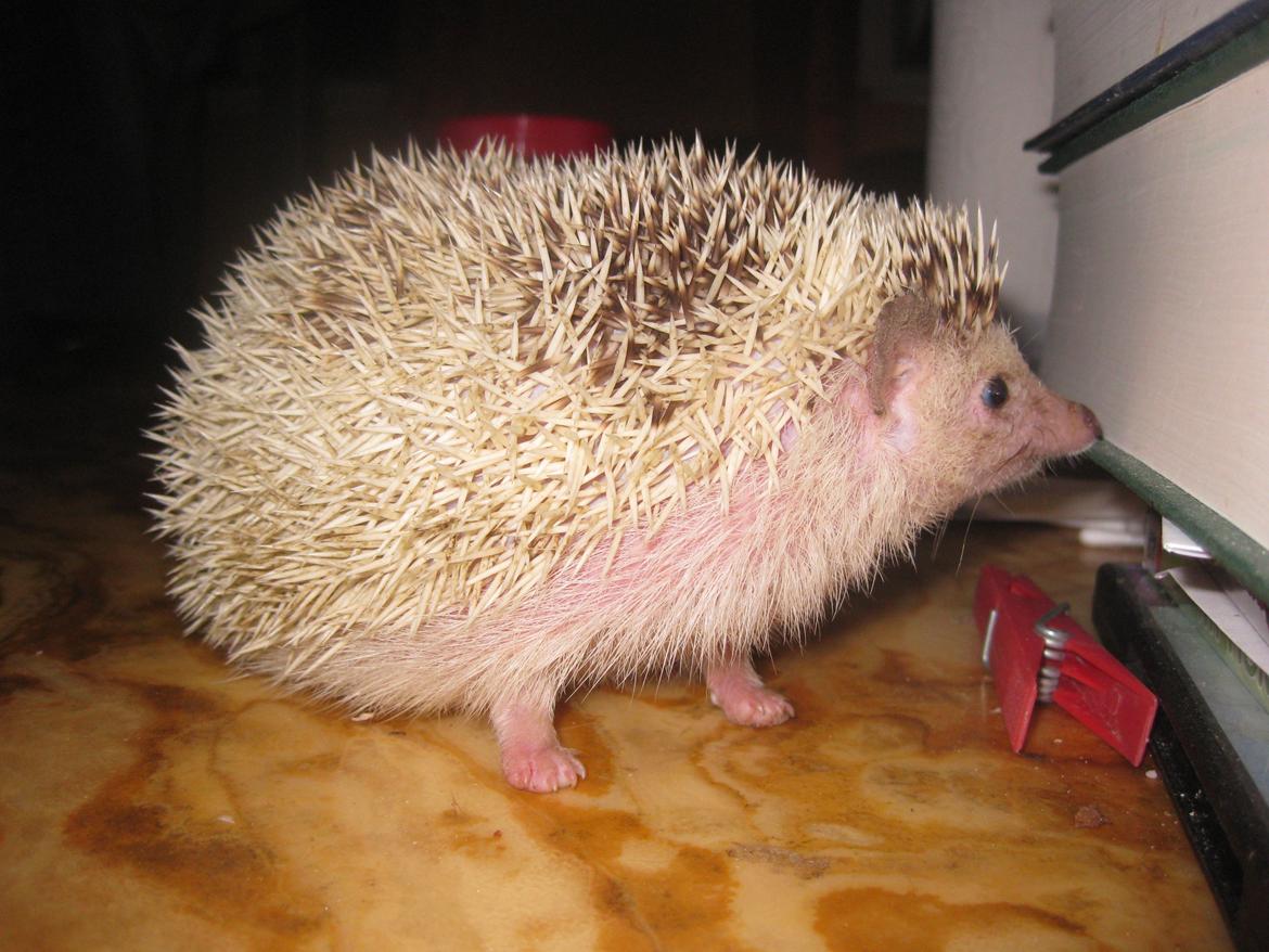 Pindsvin Kiwi billede 11