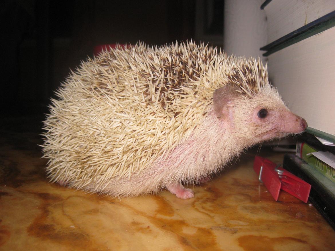 Pindsvin Kiwi billede 12