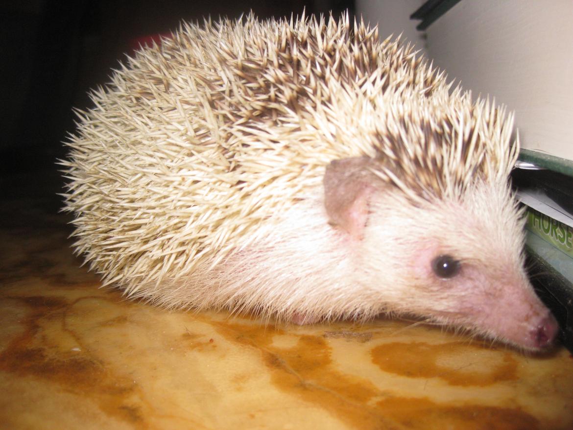 Pindsvin Kiwi billede 13