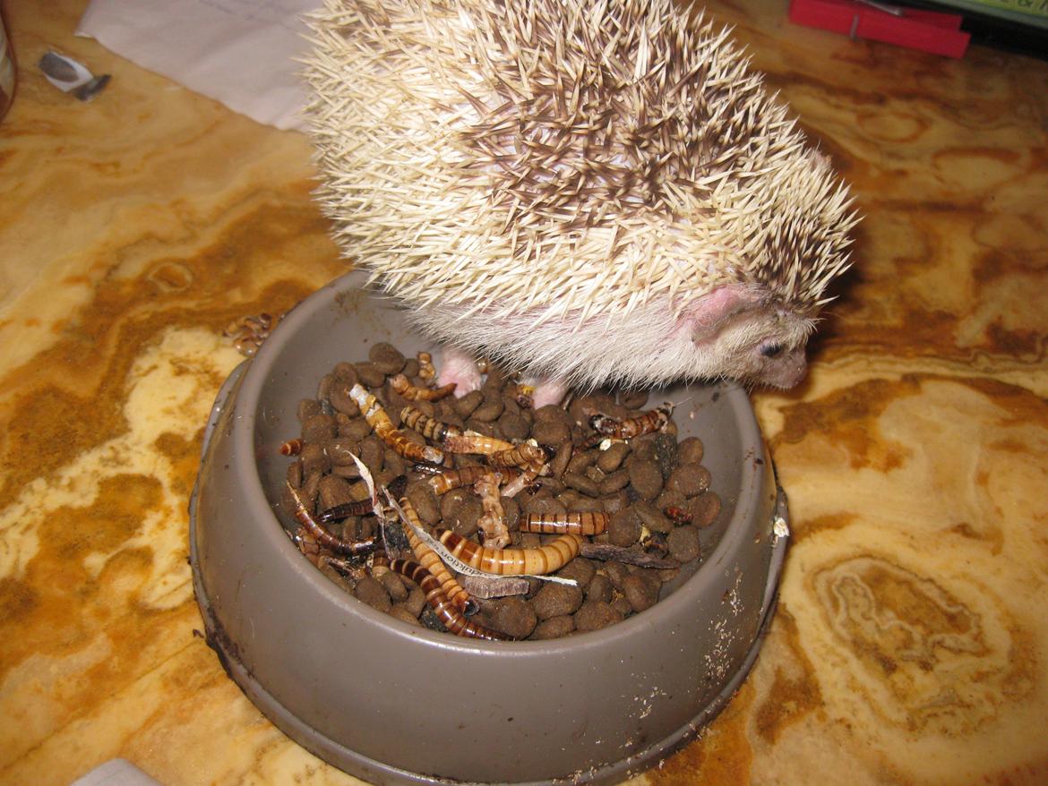 Pindsvin Kiwi billede 14