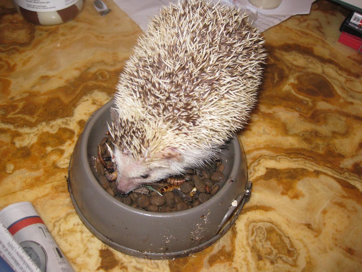 Pindsvin Kiwi billede 15