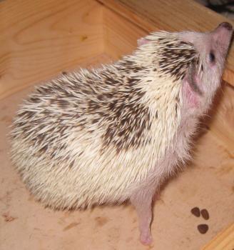 Pindsvin Kiwi billede 16