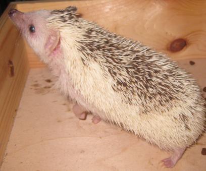 Pindsvin Kiwi billede 17