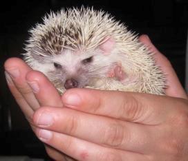 Pindsvin Kiwi billede 18