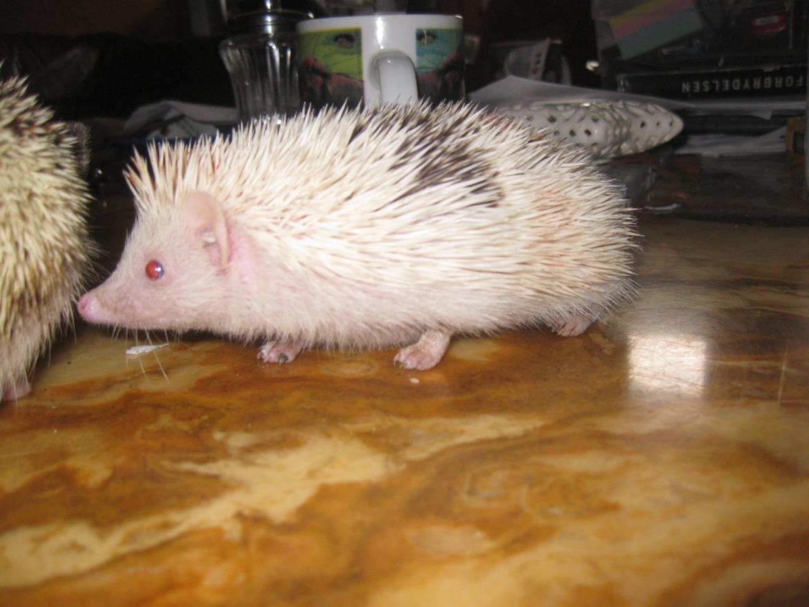 Pindsvin Sabbil's Spotty billede 1