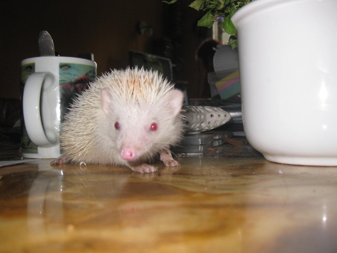 Pindsvin Sabbil's Spotty billede 2