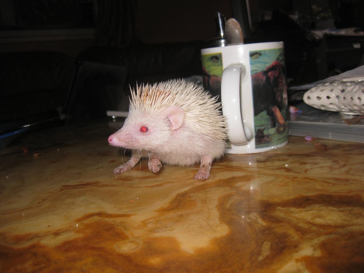 Pindsvin Sabbil's Spotty billede 3