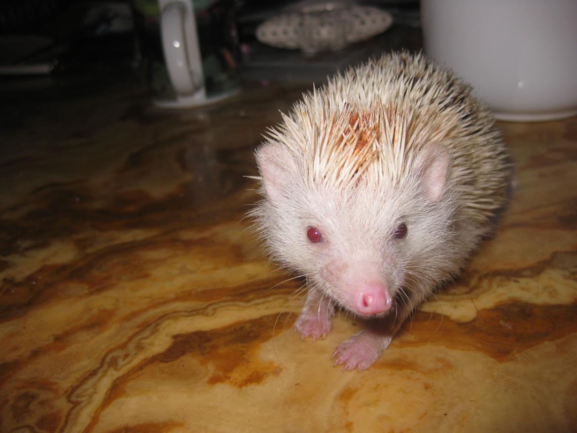 Pindsvin Sabbil's Spotty billede 5