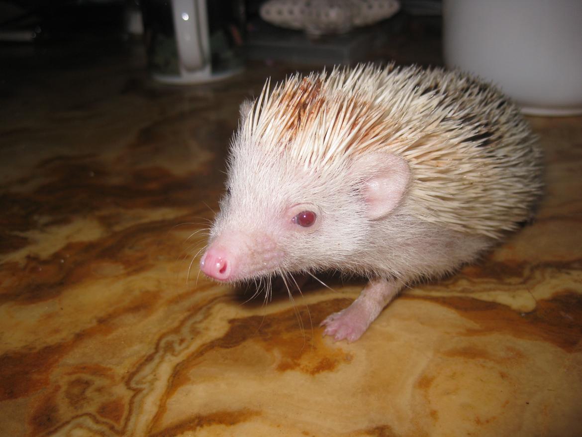 Pindsvin Sabbil's Spotty billede 6