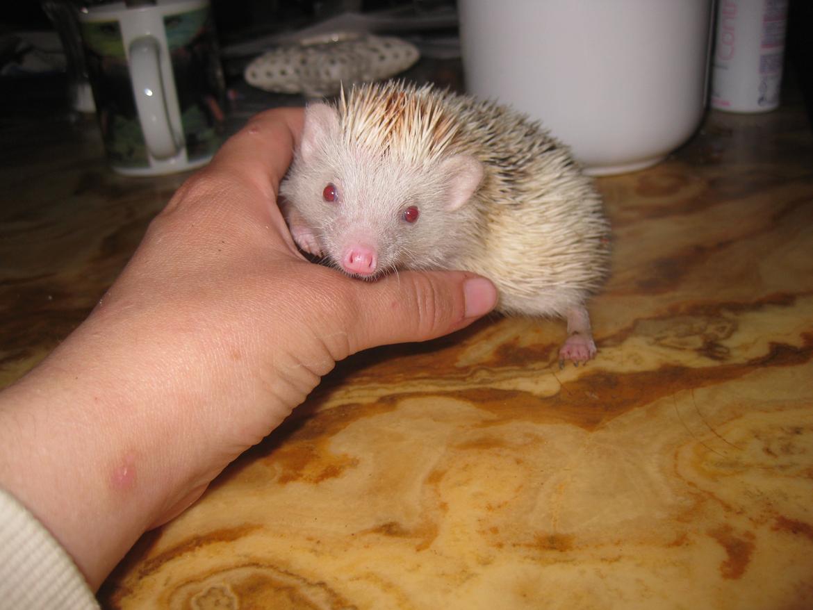 Pindsvin Sabbil's Spotty billede 7