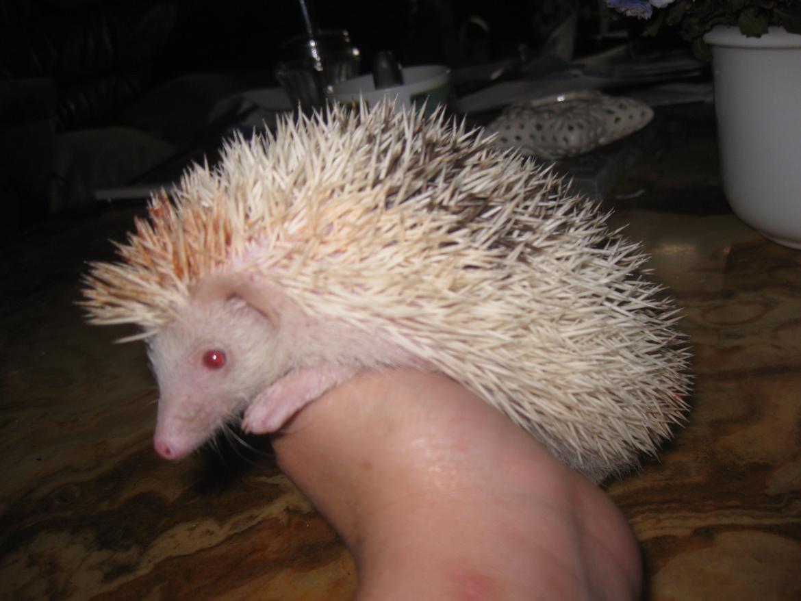 Pindsvin Sabbil's Spotty billede 8