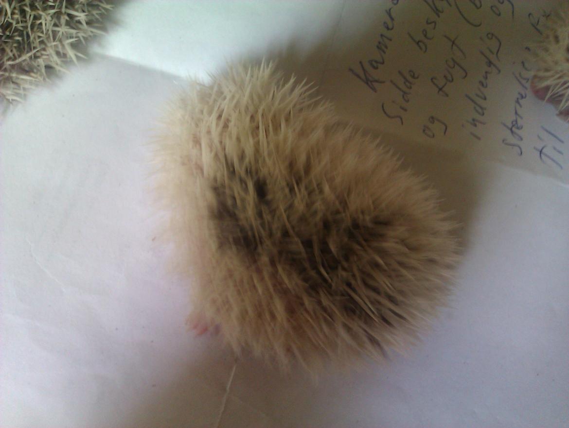 Pindsvin Sabbil's Spotty billede 9