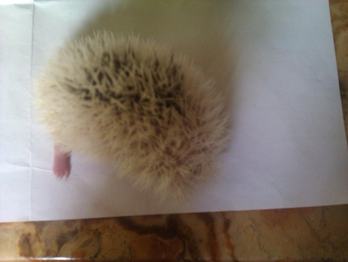 Pindsvin Sabbil's Spotty billede 10