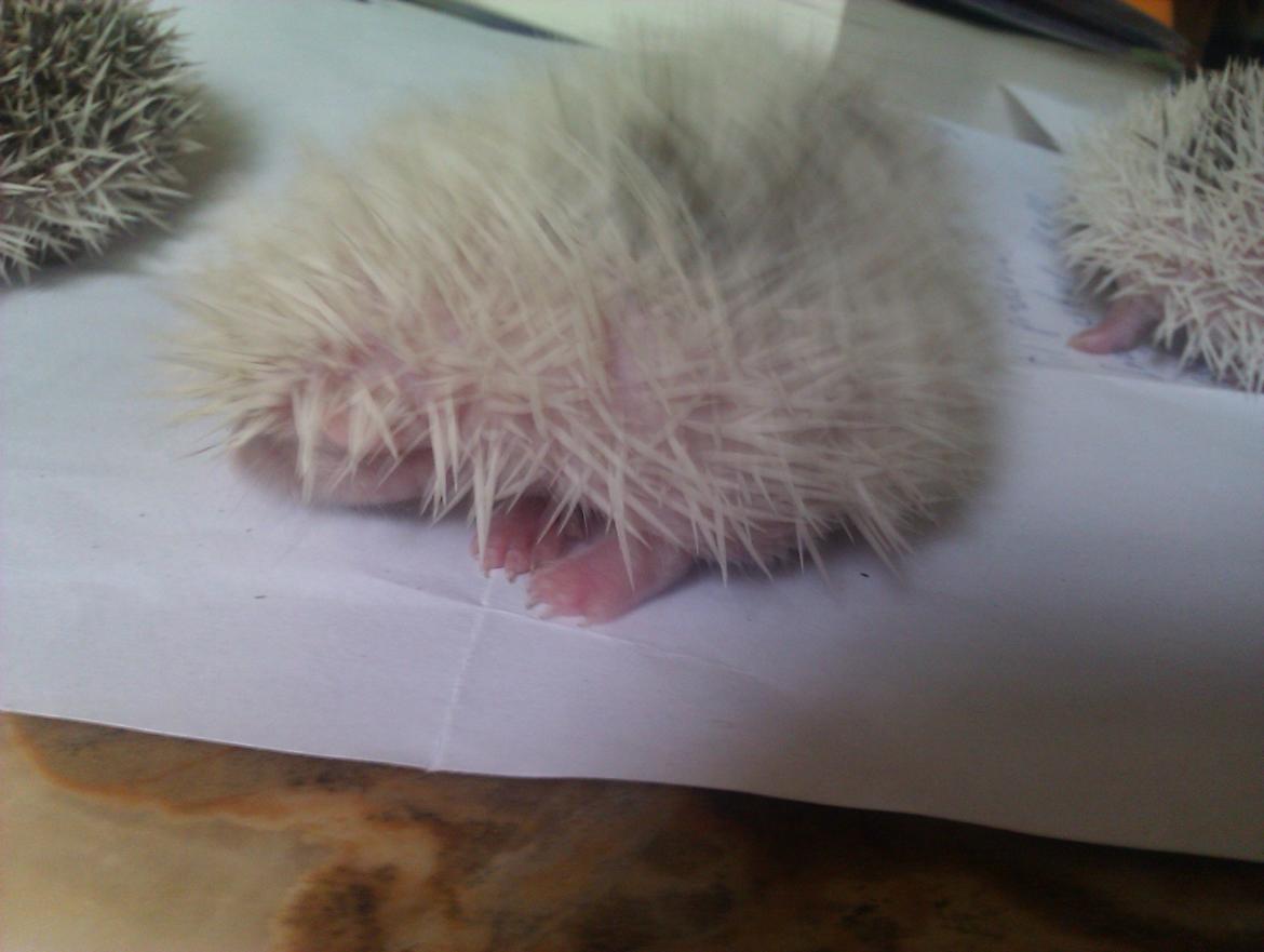 Pindsvin Sabbil's Spotty billede 11