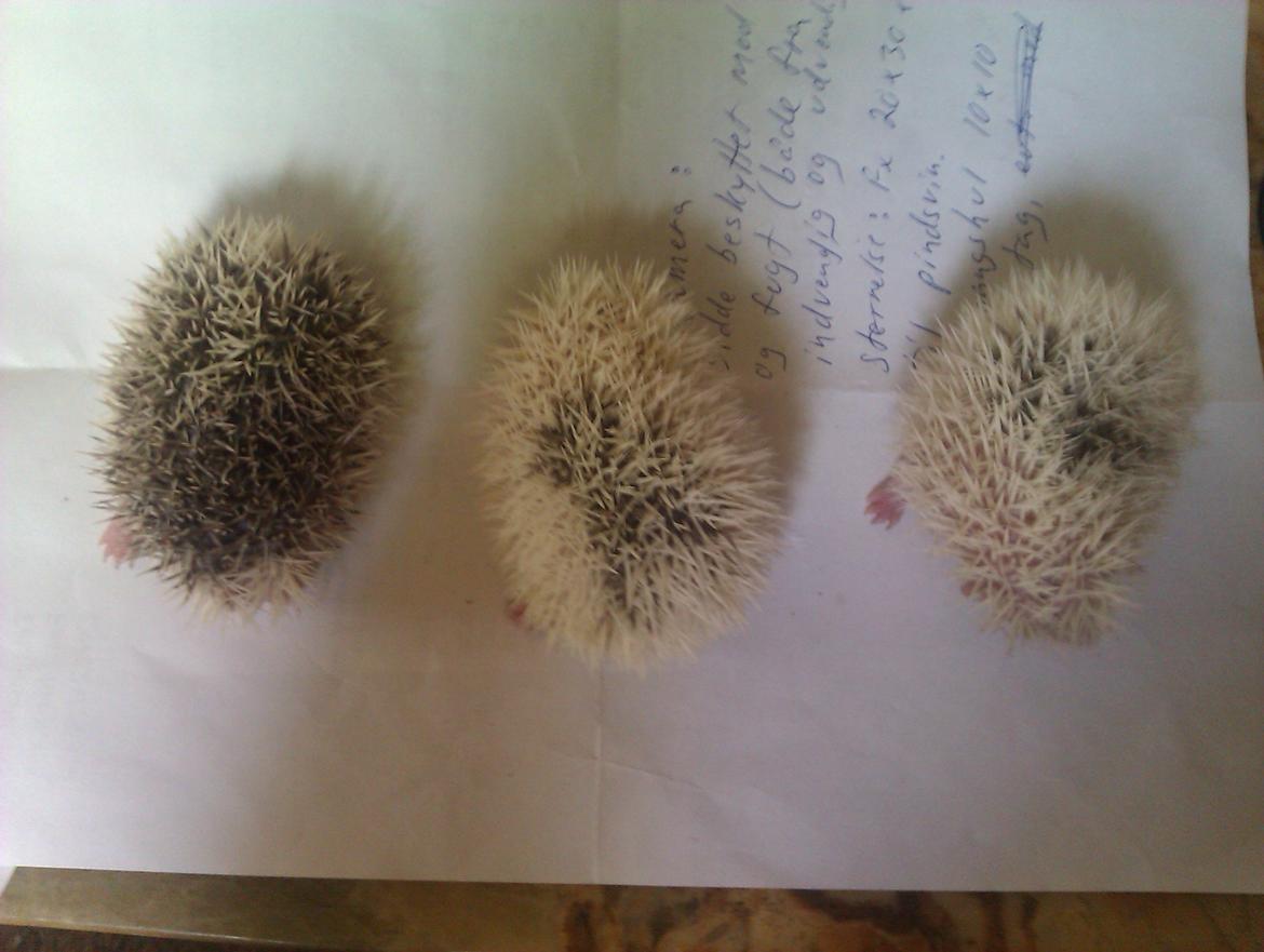 Pindsvin Sabbil's Spotty billede 13