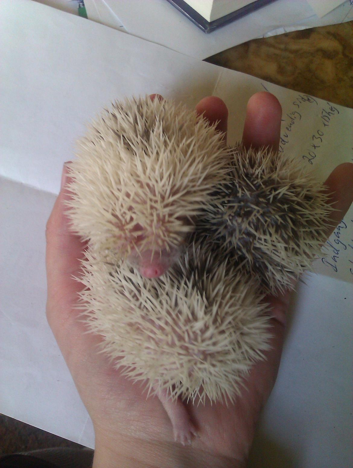 Pindsvin Sabbil's Spotty billede 14