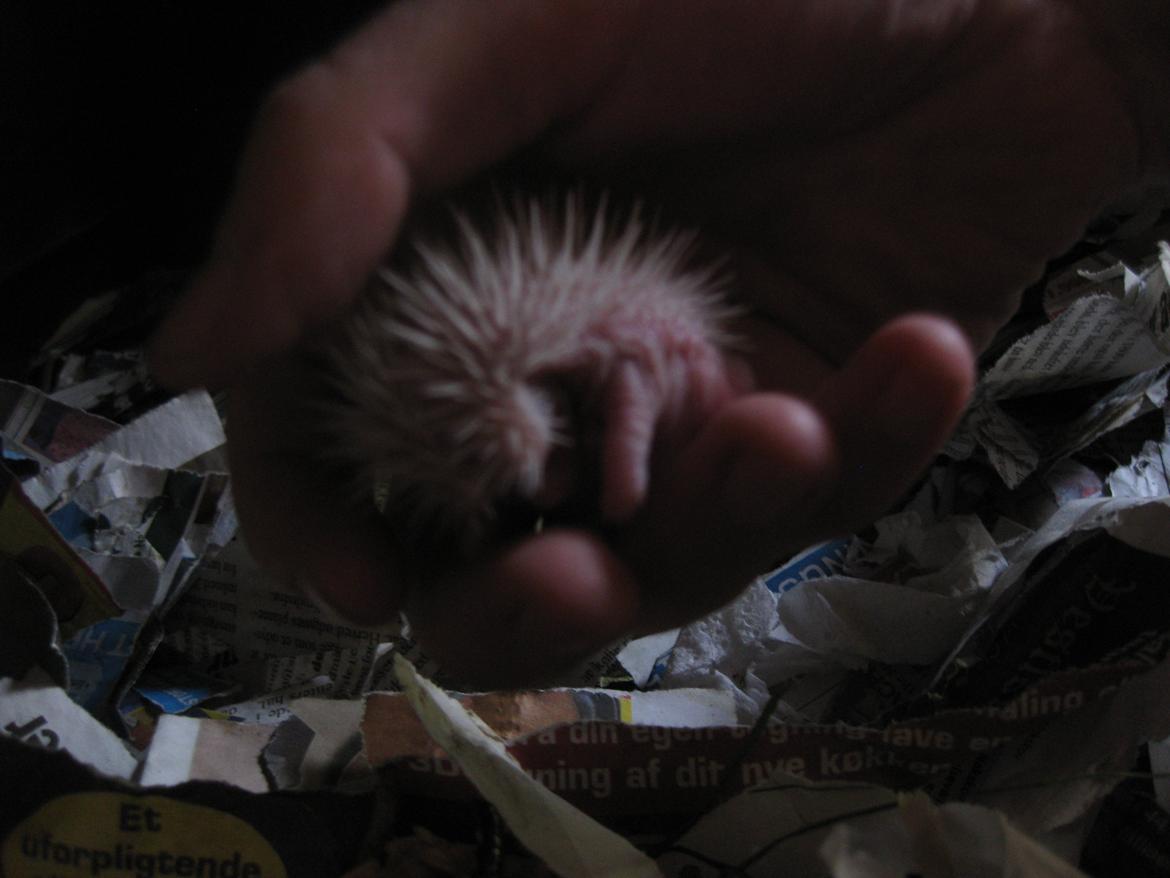 Pindsvin Sabbil's Spotty billede 15